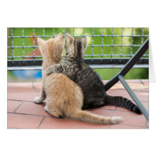 Images de Getty deux chatons sur un balcon