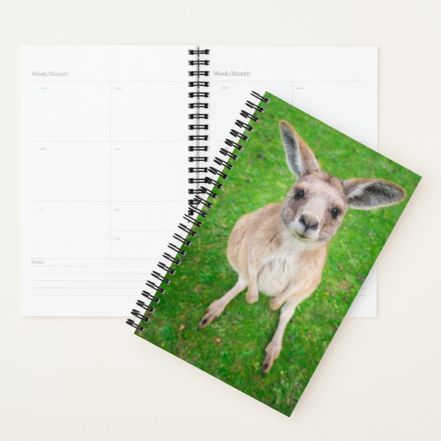 Images Getty | Baby Kangaroo (Devant avec enveloppe)