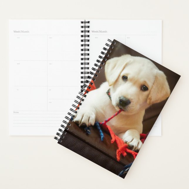 Images Getty | Chiot Sur Un Canapé (Devant avec enveloppe)