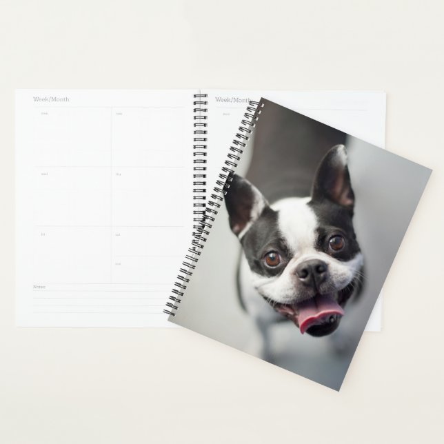 Images Getty | French Bulldog (Devant avec enveloppe)