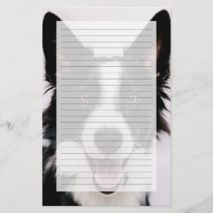 Images Getty Une Collie frontalière souriante