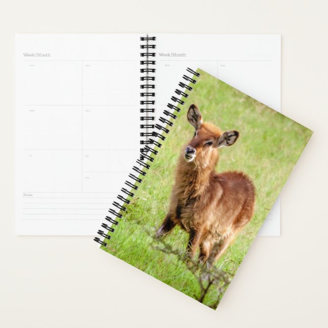 Images Getty | Young Brown Antelope Waterbuck (Devant avec enveloppe)