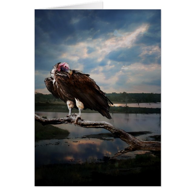 Imaginaire de vautour (Devant)