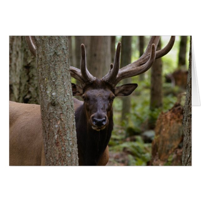 IMG_0560_elk3_5x7-06202004 (Devant horizontal)
