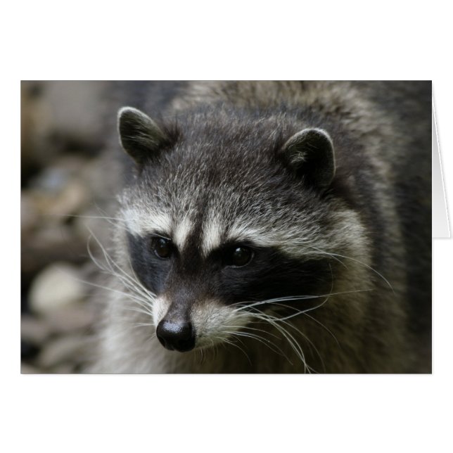 IMG_0667_raccoon_5x7 (Devant horizontal)