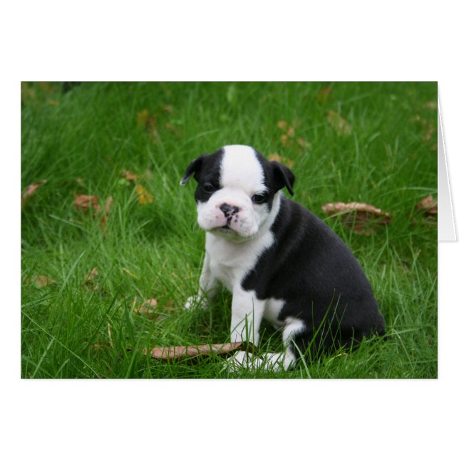 IMG_1665 (Devant horizontal)