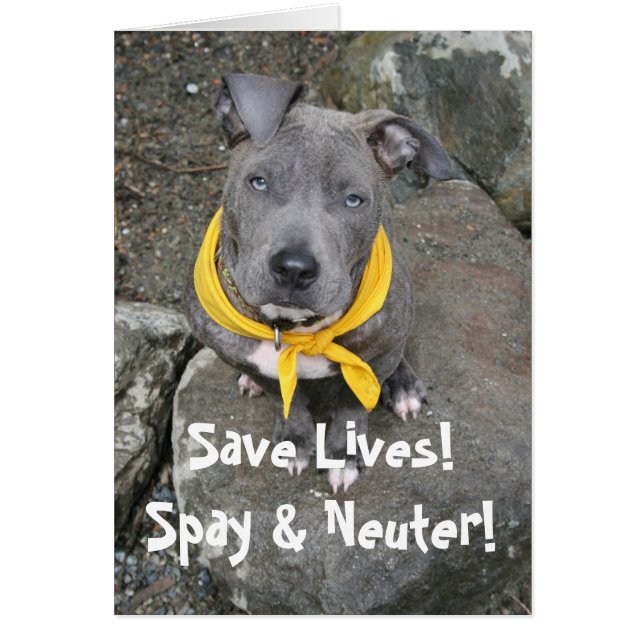 IMG_6802, Sauvez des vies ! Spay & Neuter ! (Devant)