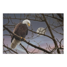 Aigle Bald Sous Pleine lune