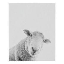 Bah Bah les moutons
