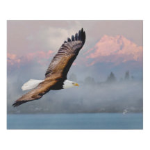 Bald Eagle au-dessus des Jeux Olympiques, Lake Was