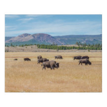 Bison de Yellowstone