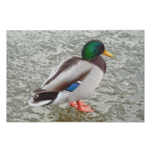 Canard colvert debout sur un lac gelé