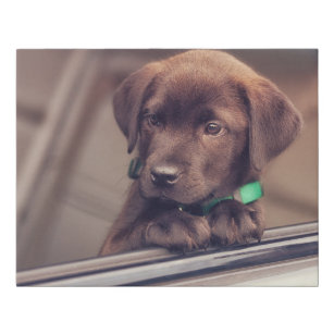 Posters Affiches Toiles Chiot Labrador Chocolat Zazzle Fr