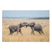 Éléphants se battant dans la savane africaine de S