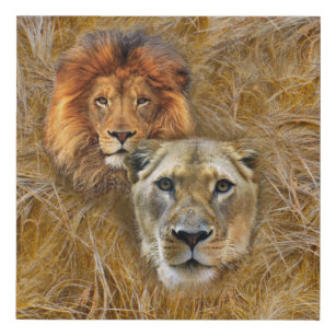 Imitation Canevas Faune - Lion & Lioness