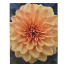 Fleurs Jaunes Dahlia Faux Toile Enveloppée Petite