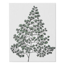 Fougère de Maidenhair