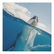 Impression de toile enroulée - Baleine