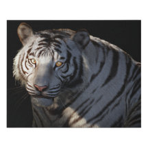 Majesté Silencieuse | Portrait de Tigre Blanc dans