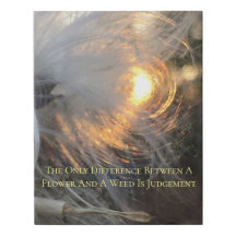 milkweed en soleil sur la toile