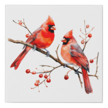 Oiseaux cardinaux rouges sur la branche de l'Holly