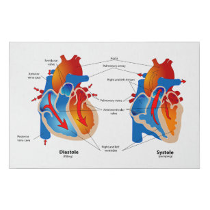 Imitation Canevas Organigramme Médicale du flux sanguin cardiaque