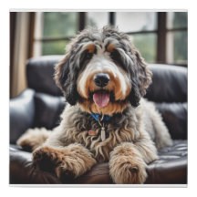 Portrait de toile Bernedoodle