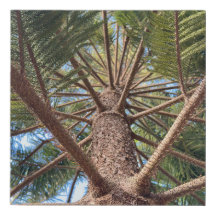 Recherche d'un tronc d'arbre