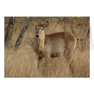 Impala sud-africaine