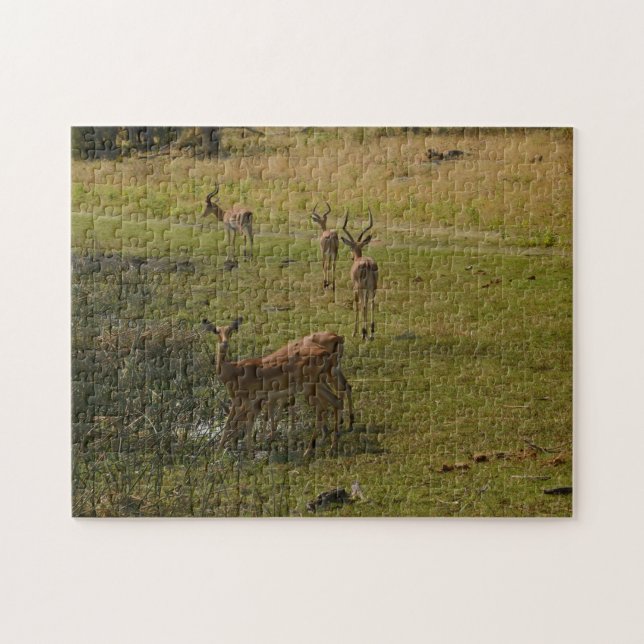 Impalas À Un Trou D'Eau, Botswana. Puzzle (Horizontal)