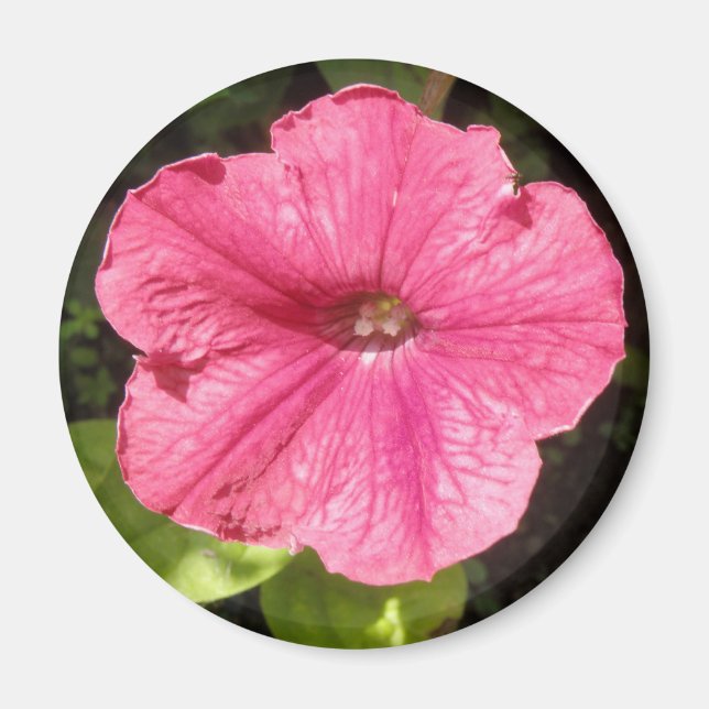 Impatiens Aimant rose foncé (Devant)