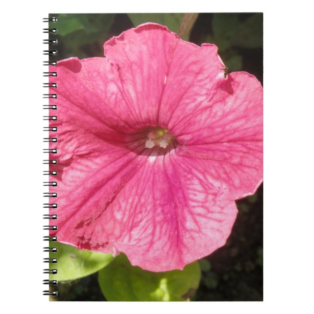 Impatiens Carnet rose foncé (Devant)