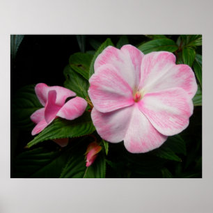 Impatiens Pink White Poster