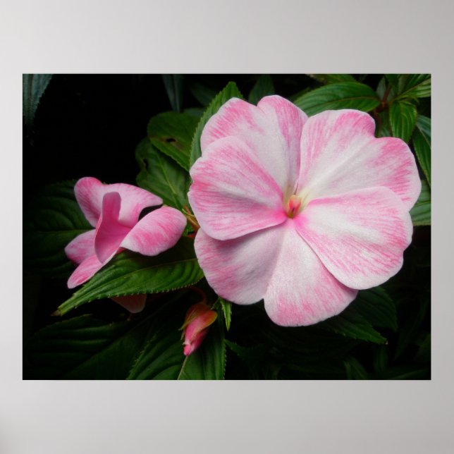 Impatiens Pink White Poster (Devant)