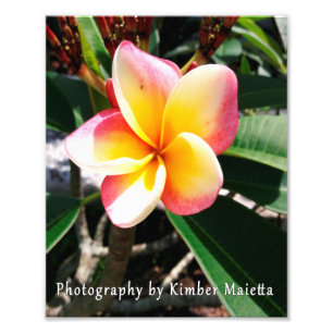 Impression 8x10 - Plumeria rose et jaune