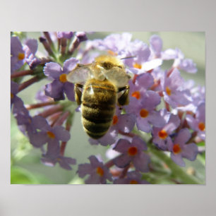 Impression Abeille et fleurs de Buddleia