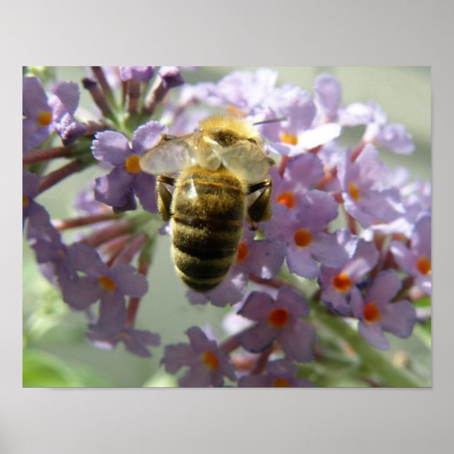 Impression Abeille et fleurs de Buddleia (Devant)