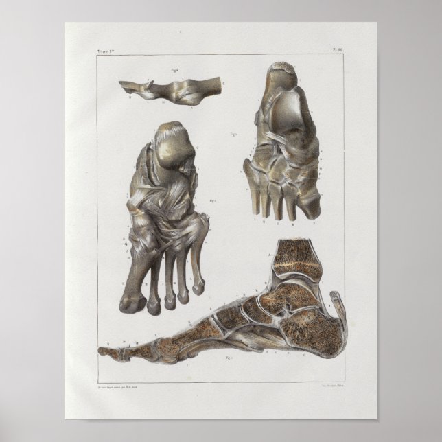 Impression Anatomie Vintage des os de 1867 pieds (Devant)