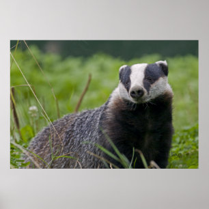 Impression Badger