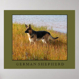 Impression berger allemande
