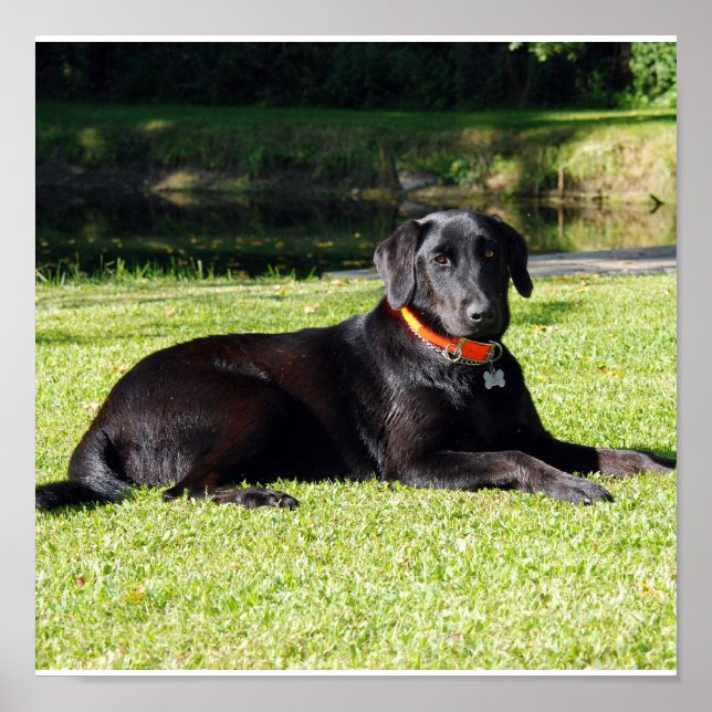 Impression Black Lab (Devant)