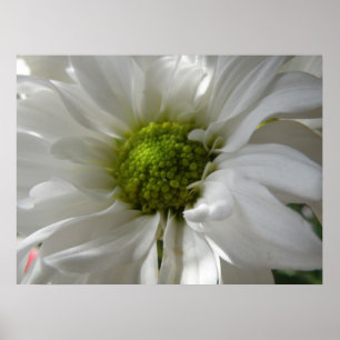 Impression blanc de chrysanthème