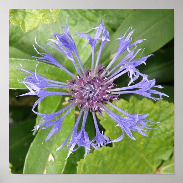Impression Bleuet (Devant)