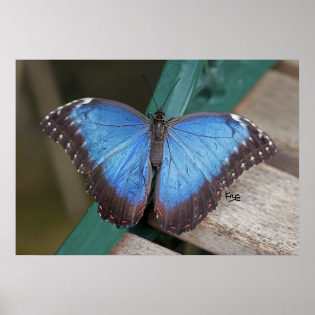 Impression Blue Morpho (Devant)