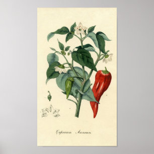 Impression Botanique - Chili - Capsicum Annuum