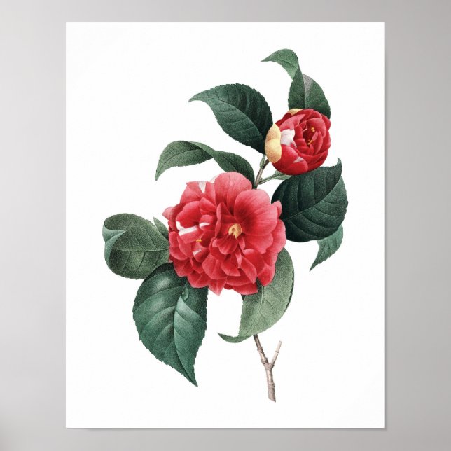 Impression botanique de CAMELIA original par Redou (Devant)