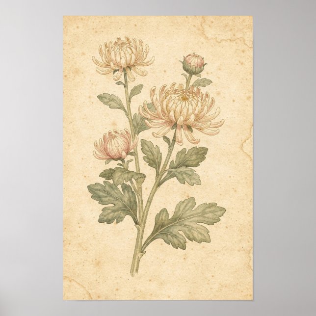Impression botanique de chrysanthème (Devant)