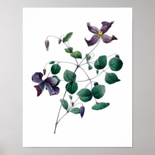 Impression botanique de CLEMATIS original par Redo