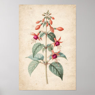 Impression botanique de fuchsia