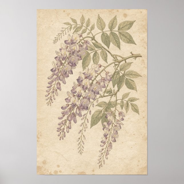 Impression botanique de glycine (Devant)